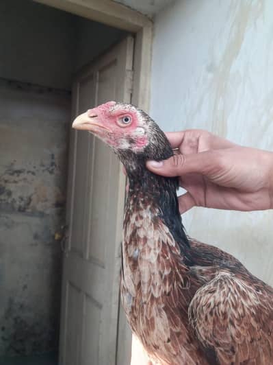 LAKHI MADI HIGH QUALITY BREEDER MADI