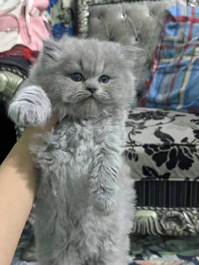 Persian Cat (Doll Face And Punch Face)