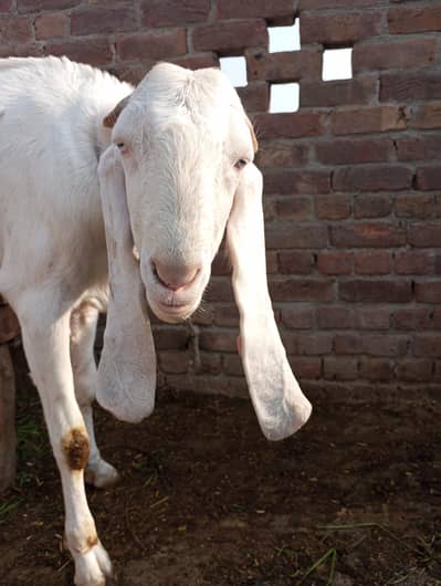ya bakra hai qurbani k liye best hai
