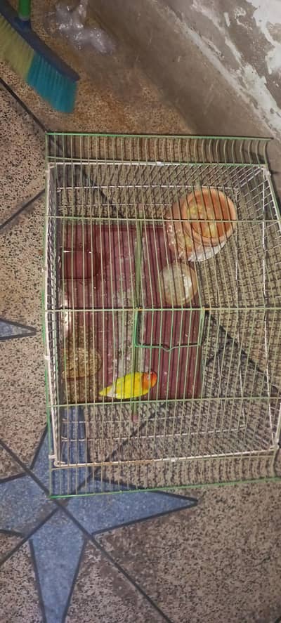 1 love bird with cage for sale. and a budgies pair(not budgies cage)