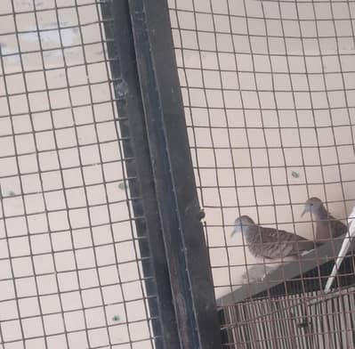 Zebra Dove pair
