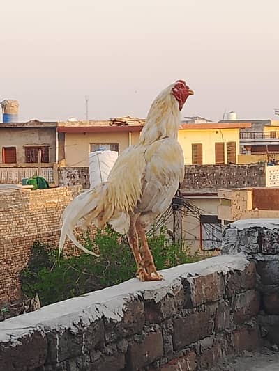 Aseel patha for sale