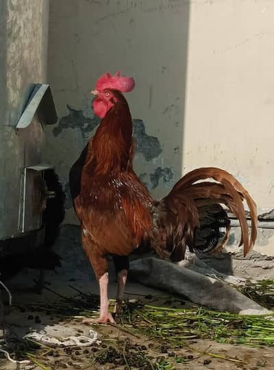 Healthy Desi Murgha for sale in Multan