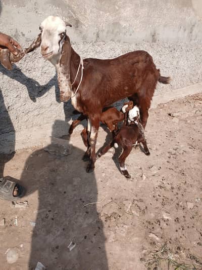 pure desi bakri achi quality ke.