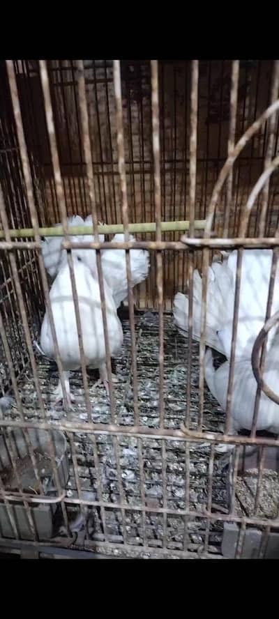 lakha breedar piar 5 piar available h