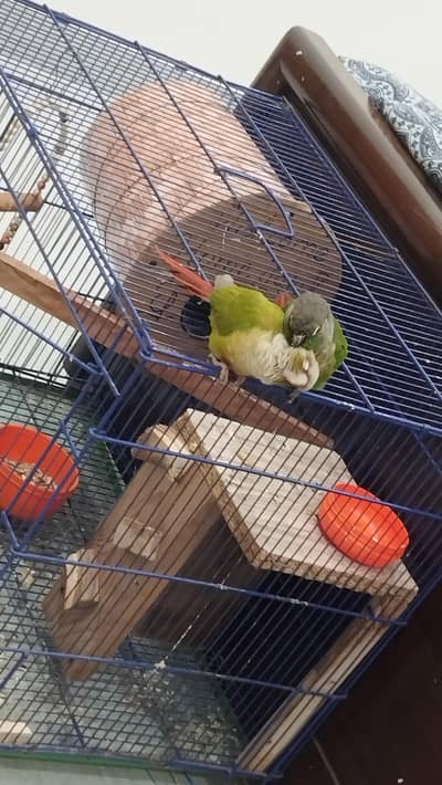 Handtamed Green Cheek & Pineapple Conure Pair