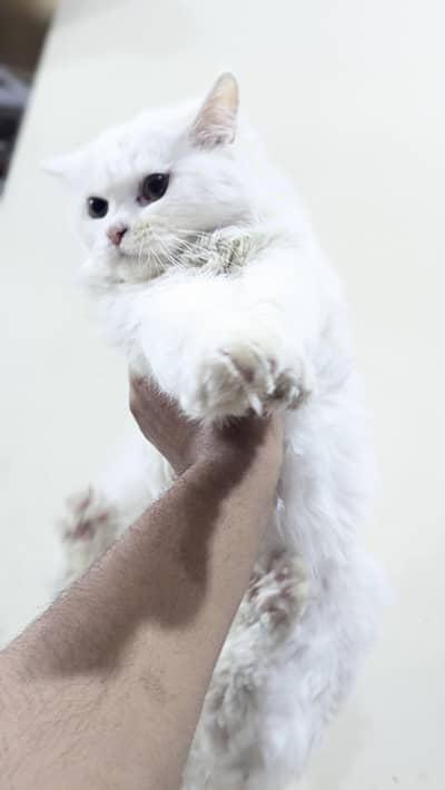 kittens for sale persian