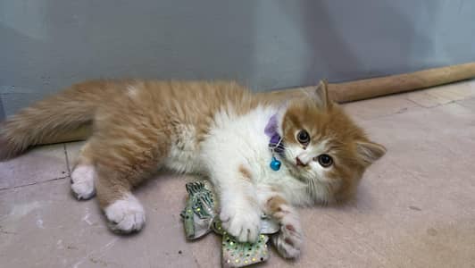 Persian kitten