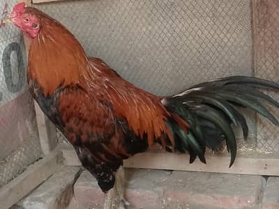 Thailand Crass Murga