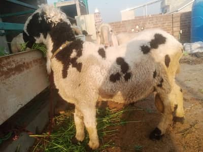 mundra  ablack  havey  body. fresh 2 Dant 03098287558