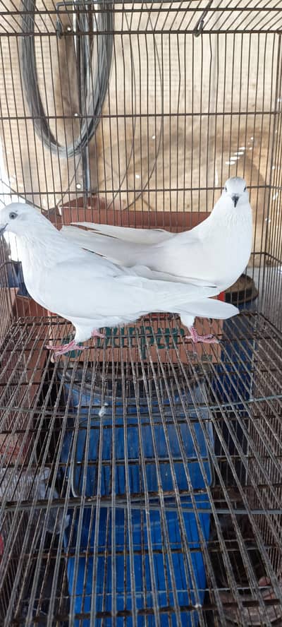 Kalchoncha pair, white bedagh kabli