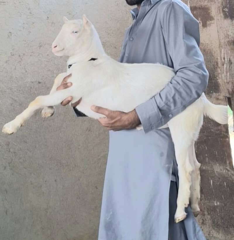 Teddy Bakra | 4 month| Breeder Quality | Full Tapray | Munda | 4