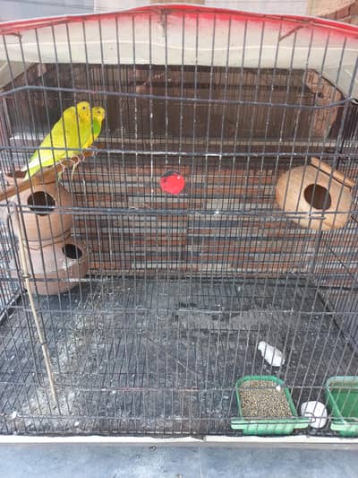 Three austrialian birds with cage.