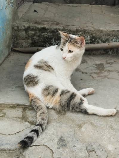 Beautiful Calico Persian Mix Cat for Sale – Healthy & Active