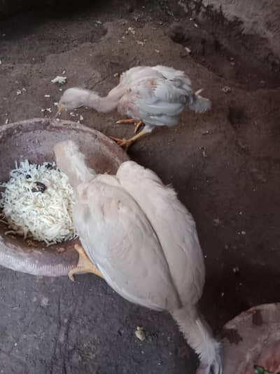 heera male female . age 6 months. color pure white.