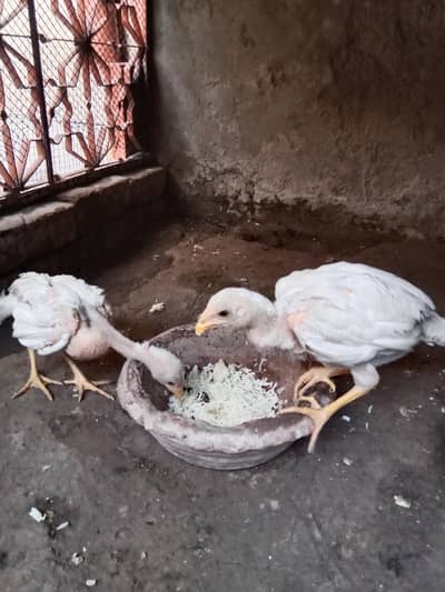 heera male female . age 6 months. color pure white.