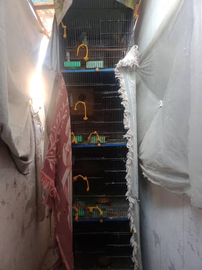 2 pair in yellow loteno