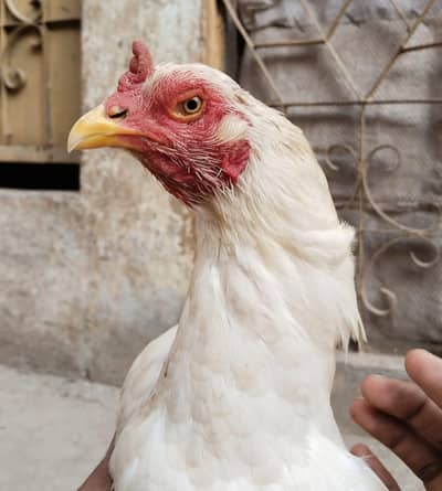 kili taji heera madi