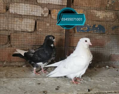 Frillback male and breeeder pairs