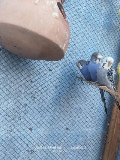 hogoromo splits hai Blue black wale dono MALE Hain GREY wala FEMALE