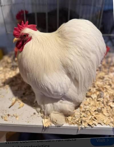 Bantam 0 size male required