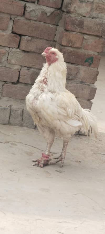 اصیل مرغا میاں والی