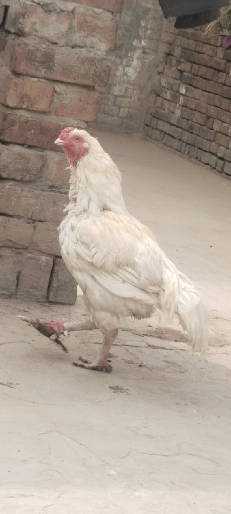 اصیل مرغا میاں والی 1