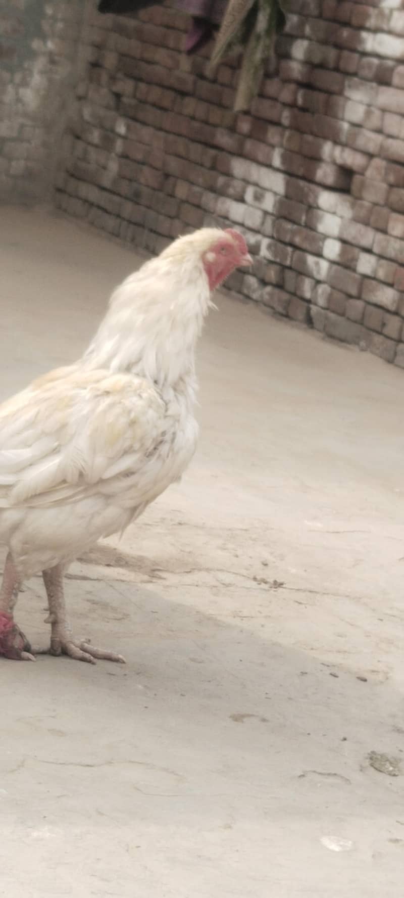 اصیل مرغا میاں والی 2