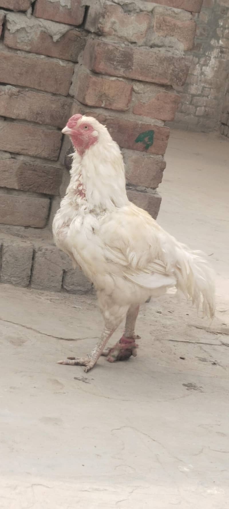 اصیل مرغا میاں والی 3