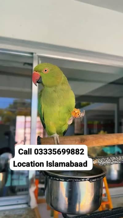 Green Ring Neck Talking Friendly Female Parrot Not Tamed Jumbo Size