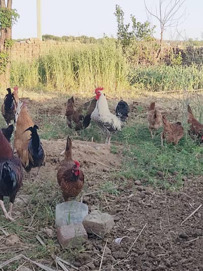 Egg laying hens