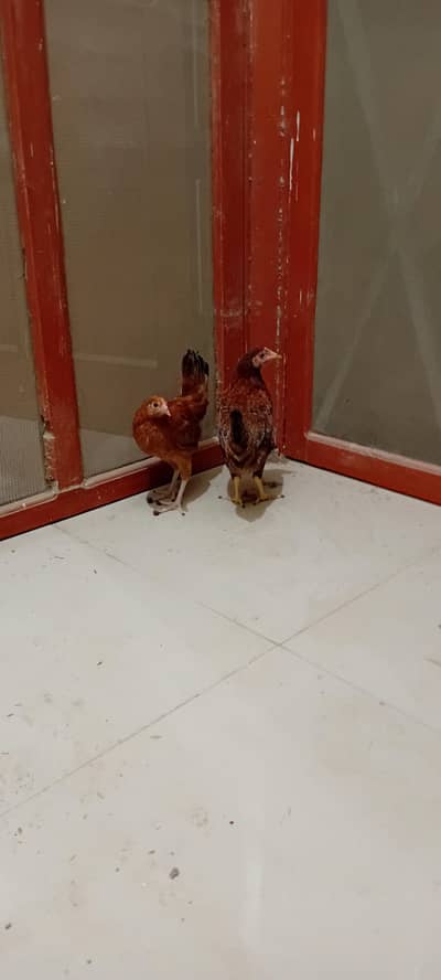golden misri 4 hens available