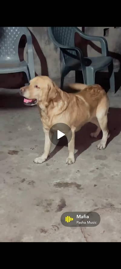 British labrador male 1.5 Age (0309/9338827)