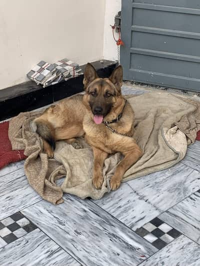 Hi, it's a very good friendly dog, it's trained as well.