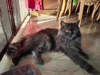 cat for sale urgent sale