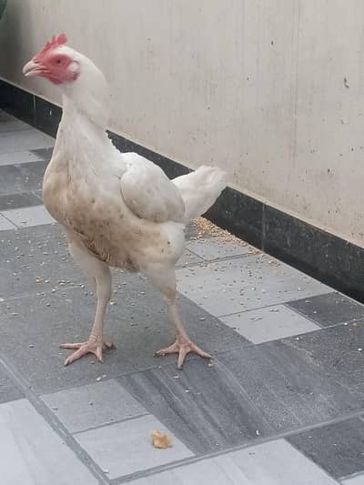 white aseel Sindhi hen