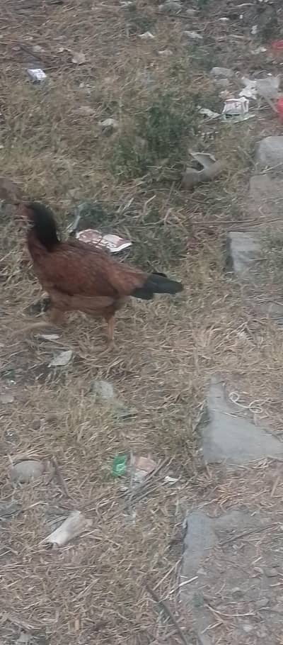 aseel hen home breed