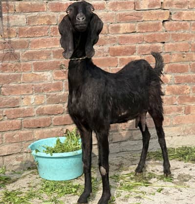 Bakri hight 33 hy dood deti hy