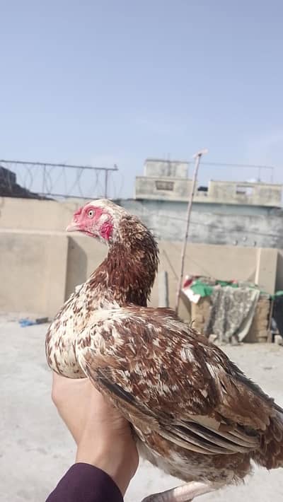 aseel murgi egg  wali ha active ha