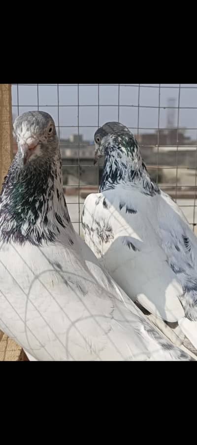 Batera paire For sale