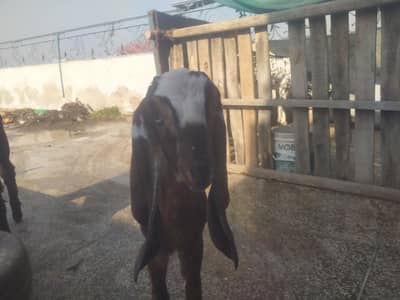 nagari path for sale