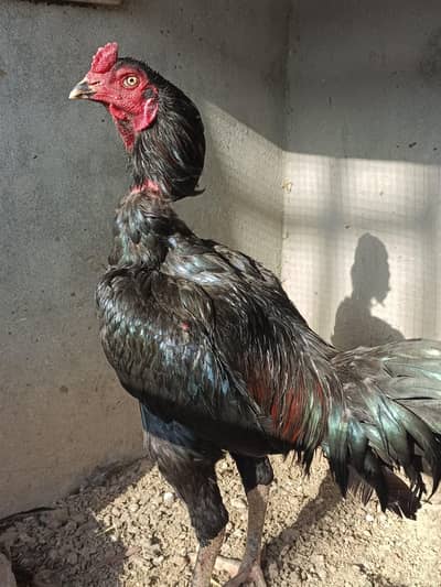 Thai Murgha Age 1 year