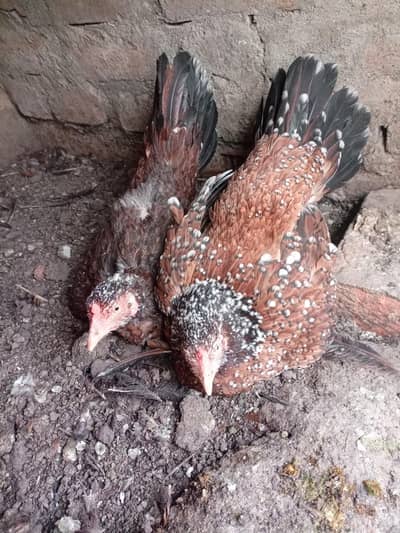 kurak madiyan and High quality mushka for sale