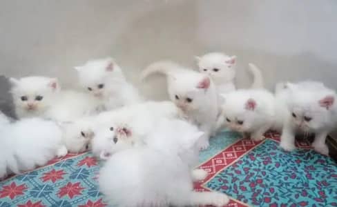Persian Cats / Triple coated Persian cats/ semi punch face kittnes