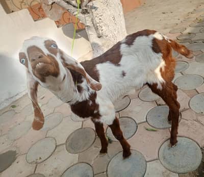 Bakri For Sale