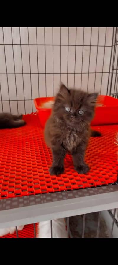 pure persian cats vaccinated triple coated WhatsApp 03317823482