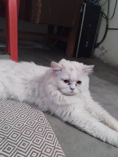 Healthy Male Breeder Cat - Best for Breeding