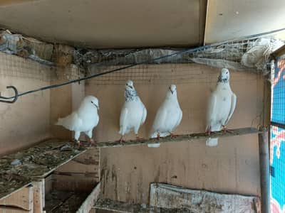 Sialkoti breeder pair