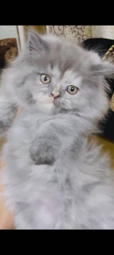 pure persian cats vaccinated triple coated WhatsApp 03317823482