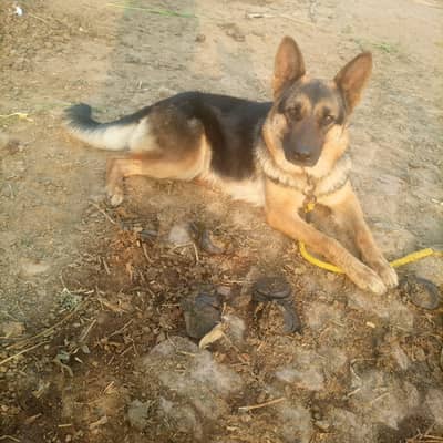 german shepherd female